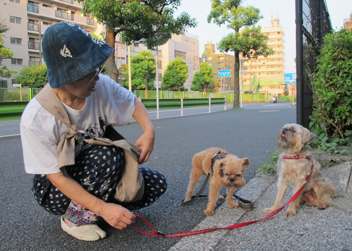 Dogs with their owner outside Heiwanomori Park, Tokyo